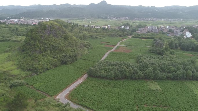 颠茄 青蒿种植 中草药种植  产业扶贫