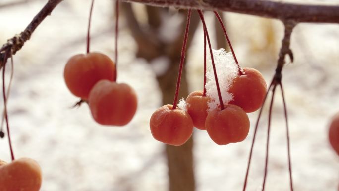 4k果实上面飘落的雪花