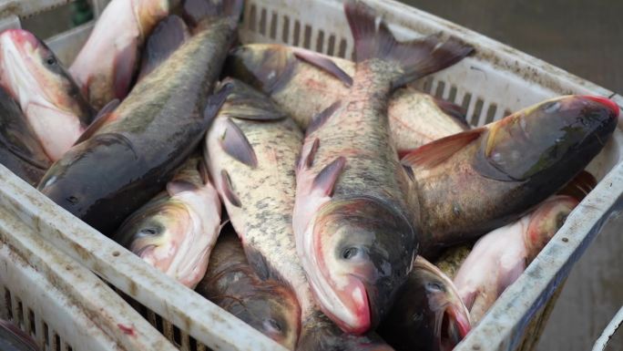 捕鱼 养鱼 渔民 收鱼 鱼贩 湖北 鱼塘