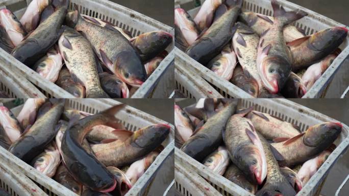 捕鱼 养鱼 渔民 收鱼 鱼贩 湖北 鱼塘