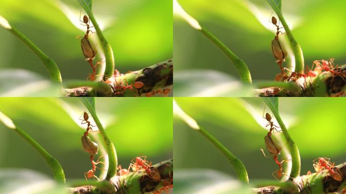 自然绿色背景下树枝上的火蚁。