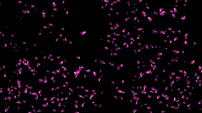 飞行玫瑰花瓣背景，可循环，4K阿尔法频道，粉色玫瑰花