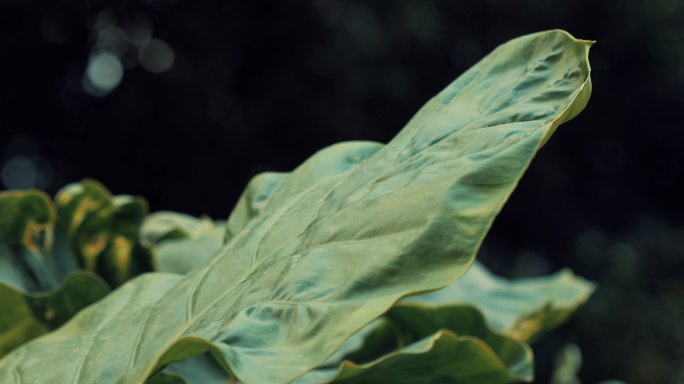电影感植物叶子空镜头-芭蕉叶