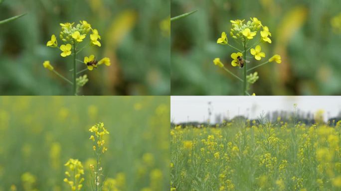 油菜花小蜜蜂采花