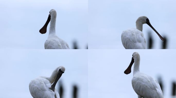 深圳湾的黑脸琵鹭大特写
