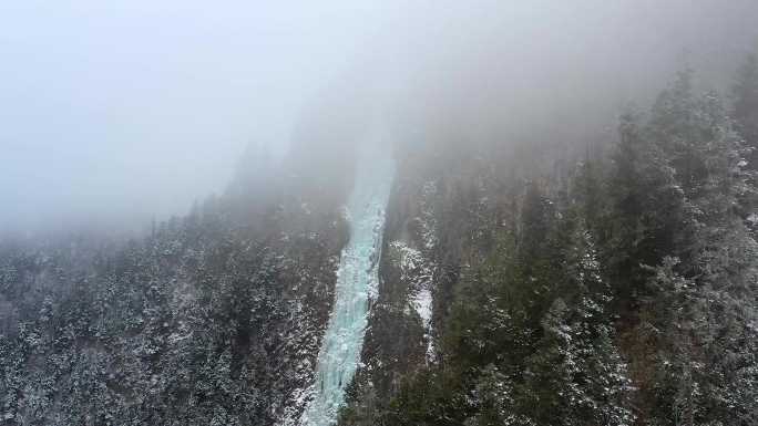 雪山松树