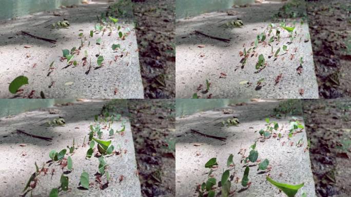 一大群切叶蚁在热带地板上搬运食物的特写