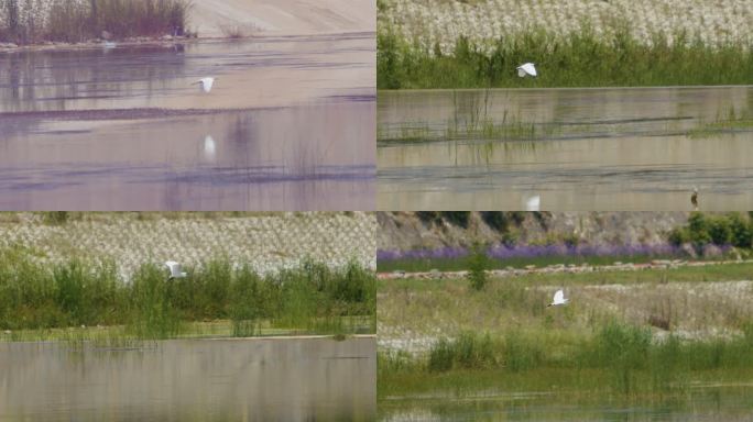 白鹭在水面湿地上飞行