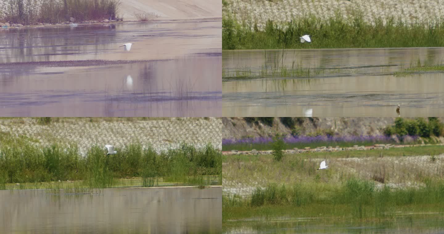 白鹭在水面湿地上飞行