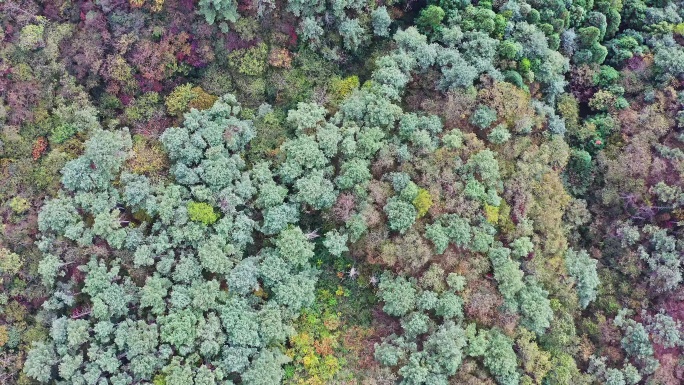 航拍秋天的原始森林