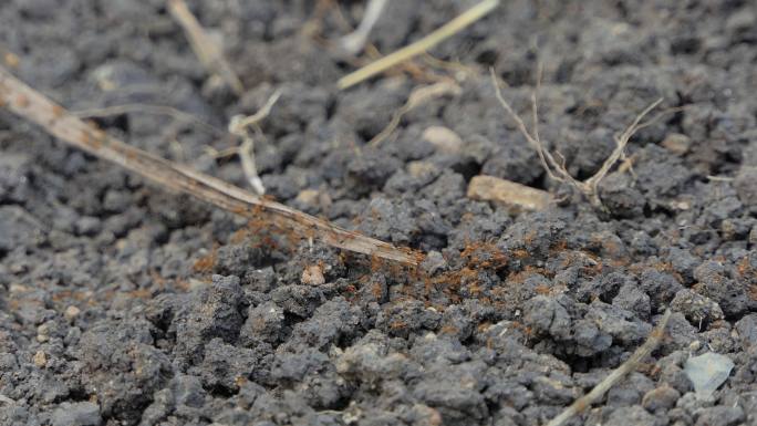 红蚂蚁在地上走进蚁巢。