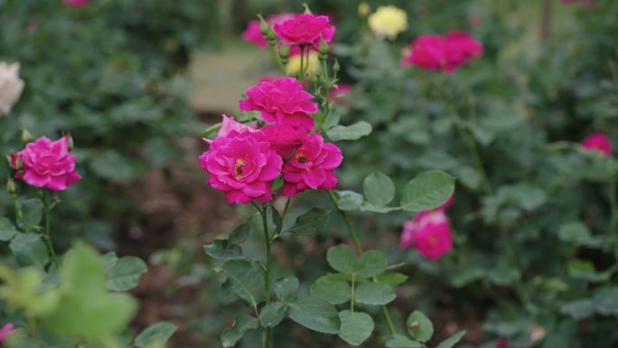 盛开的粉色玫瑰盛开的粉色玫瑰