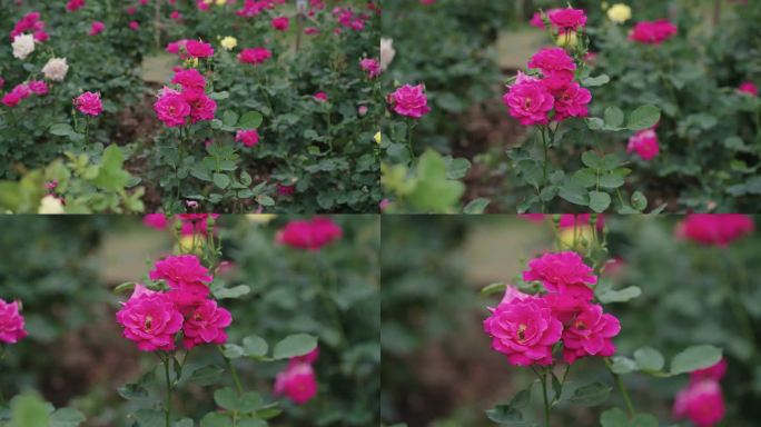 盛开的粉色玫瑰盛开的粉色玫瑰