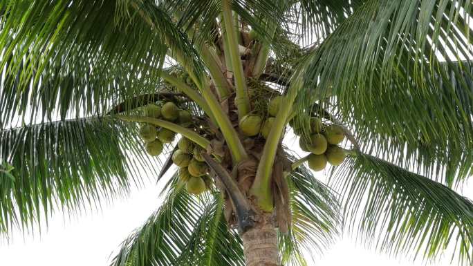 椰子棕榈树，绿色果实即将收获