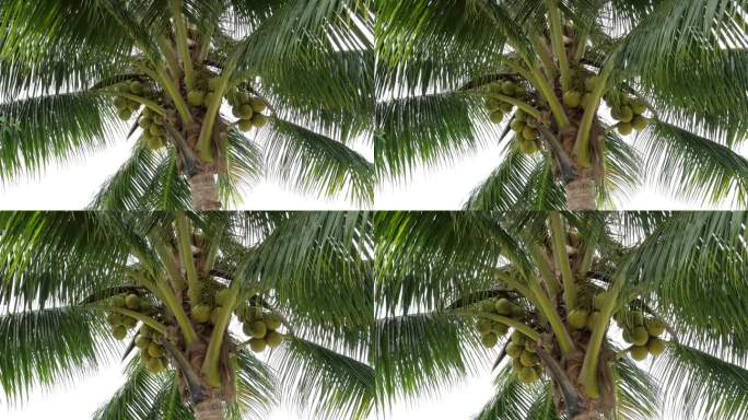 椰子棕榈树，绿色果实即将收获