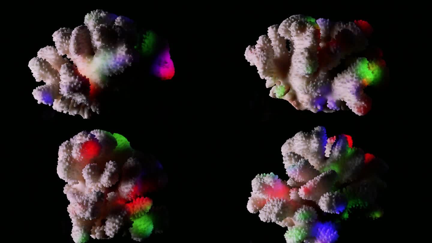 彩色效果珊瑚视频素材