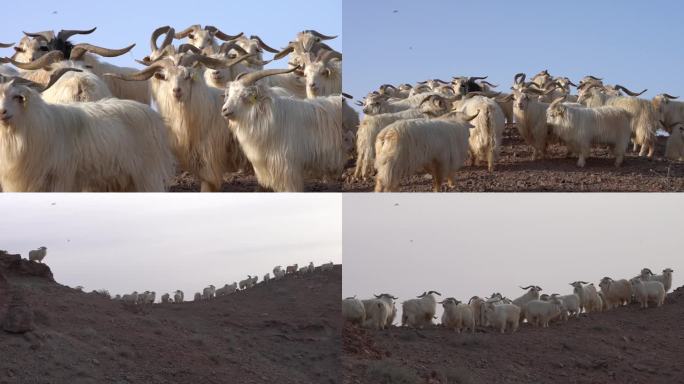 白绒山羊 绿色天然草原畜牧业