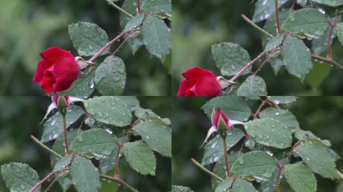 雨季带露珠的新鲜玫瑰特写