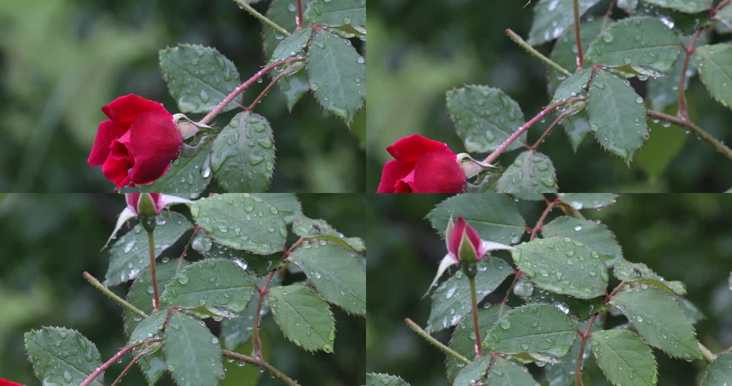 雨季带露珠的新鲜玫瑰特写