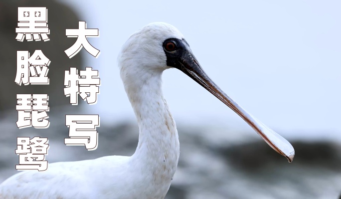 深圳湾的黑脸琵鹭大特写