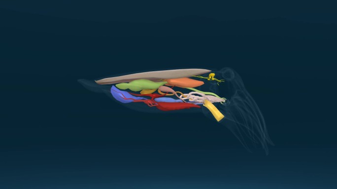海底世界 乌贼内脏 墨斗鱼 3D动画