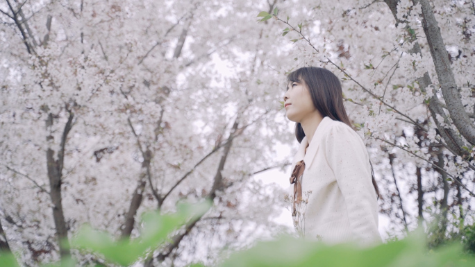 女孩在樱花树下赏樱素材