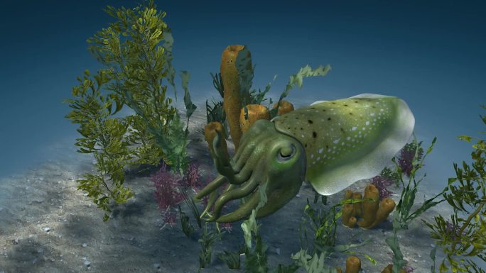 海底世界 乌贼 墨鱼 乌贼变色 3D动画