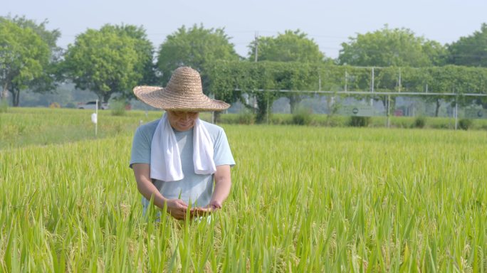 稻田