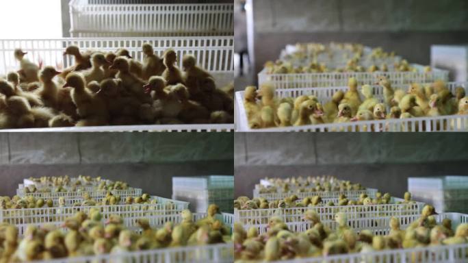 种鸭养殖 鸭子破壳 种鸭孵化 养鸭厂