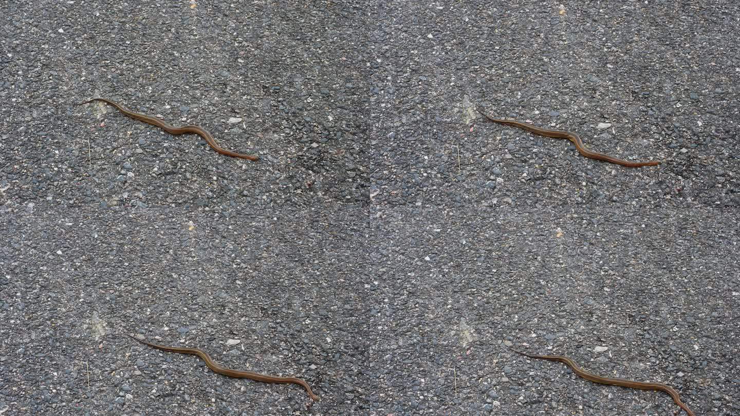 彩虹水蛇马路上的蛇蛇过马路爬行的蛇