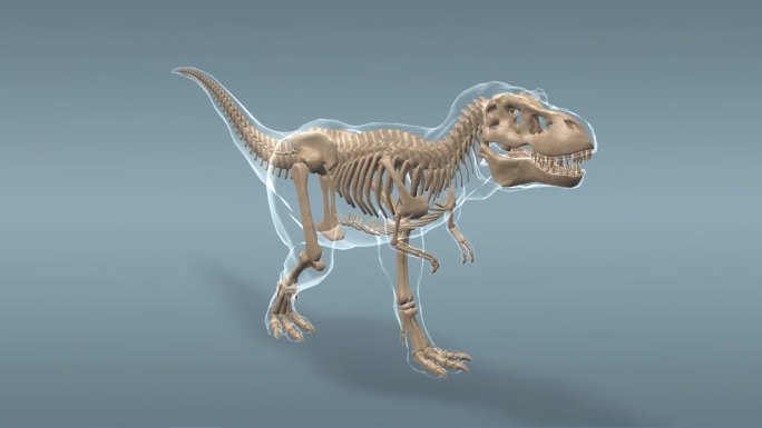 三维 霸王龙 骨架 史前时代 爬行动物