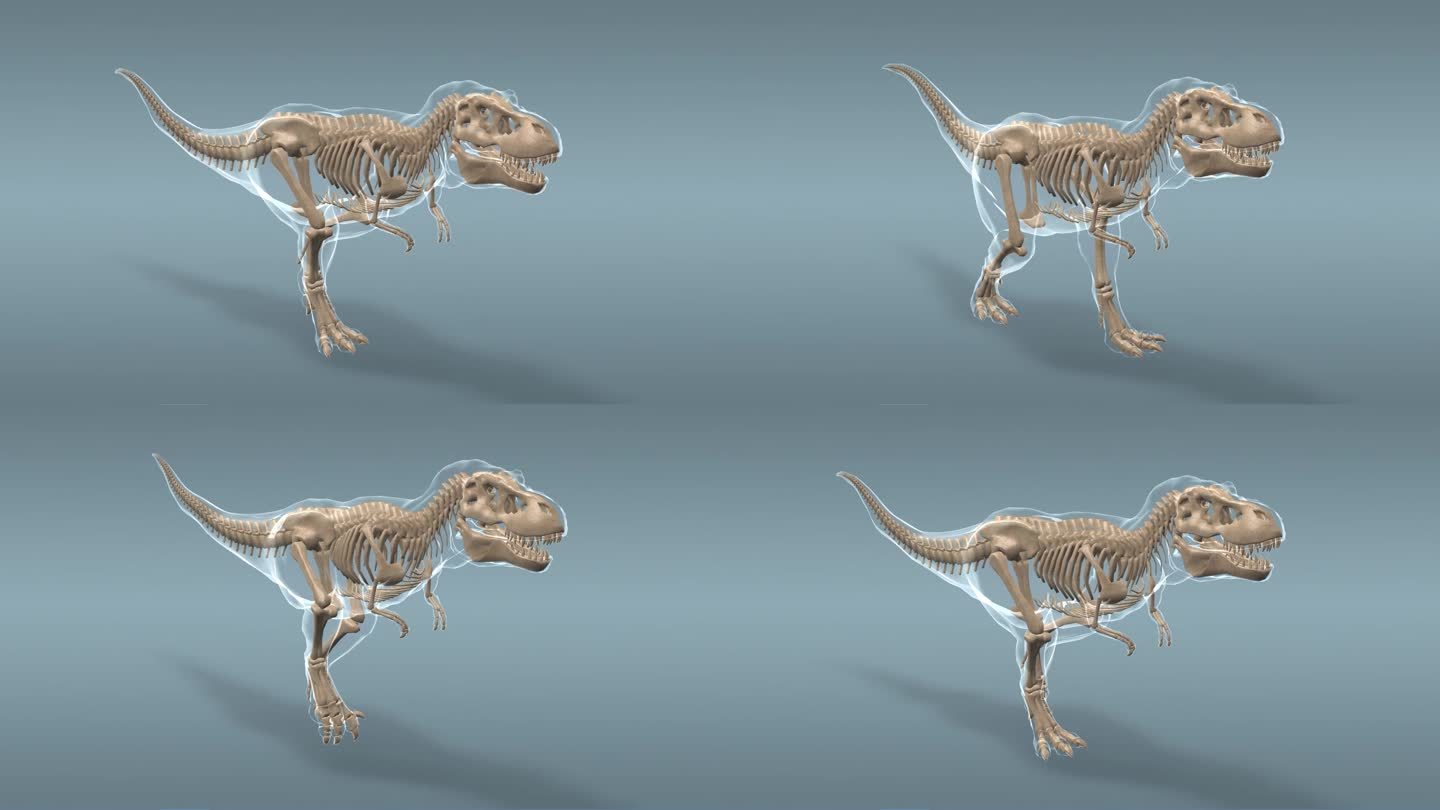 三维 霸王龙 骨架 史前时代 爬行动物