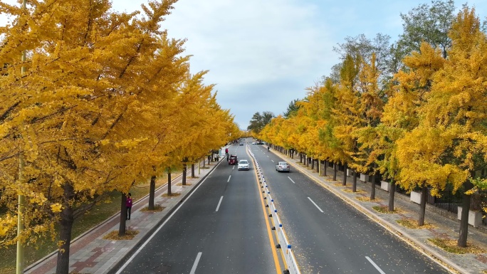 银杏 秋景 黄色街道 秦皇岛 北戴河街道