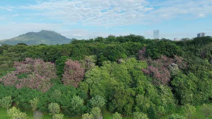 深圳大沙河公园航拍