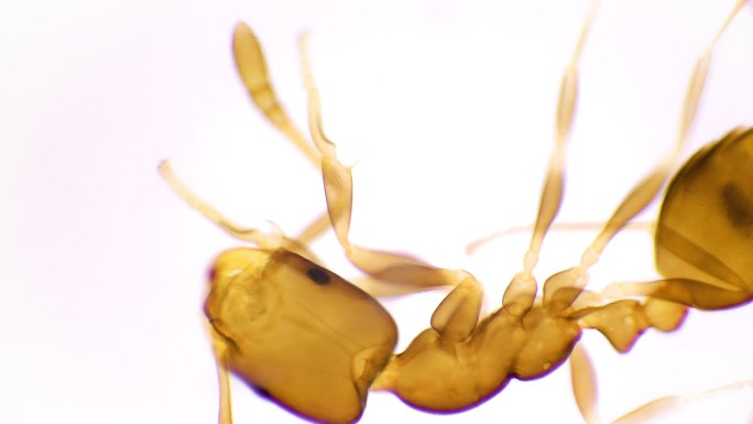 蚂蚁的微观视图标本蚂蚁死亡