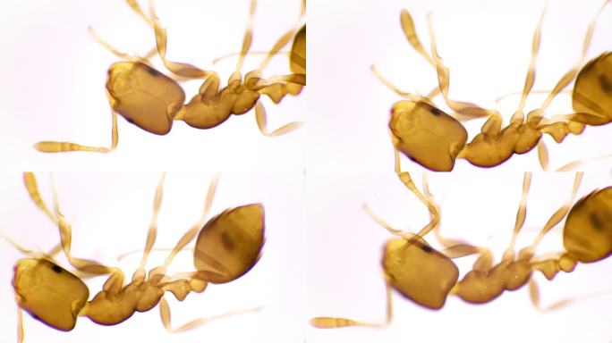 蚂蚁的微观视图标本蚂蚁死亡