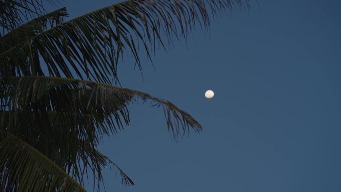 月光下的棕榈树月光下的棕榈树