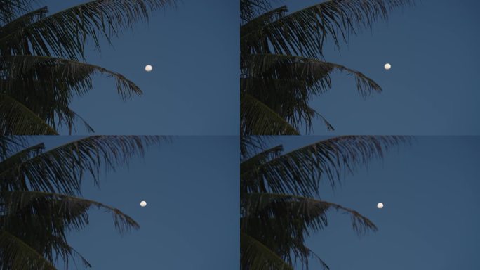 月光下的棕榈树月光下的棕榈树