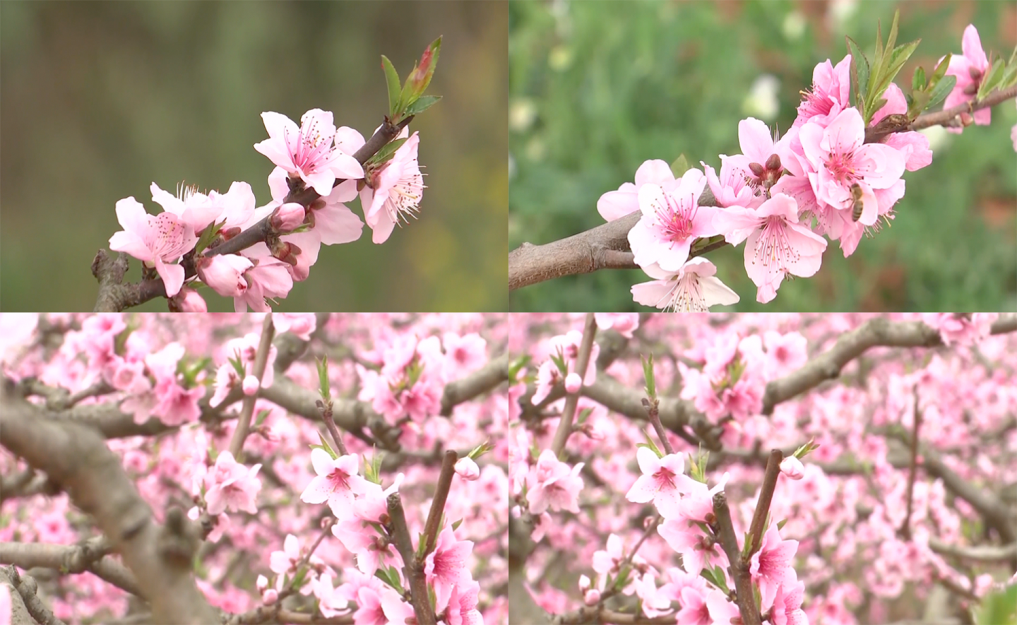 粉嫩桃花春意盎然特写合集4K