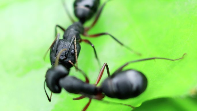 黑色花园蚂蚁黑色花园蚂蚁昆虫生物动物