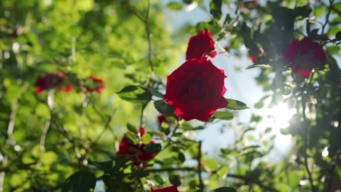 花园里美丽的红玫瑰
