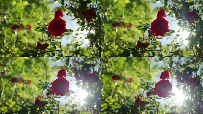 花园里美丽的红玫瑰
