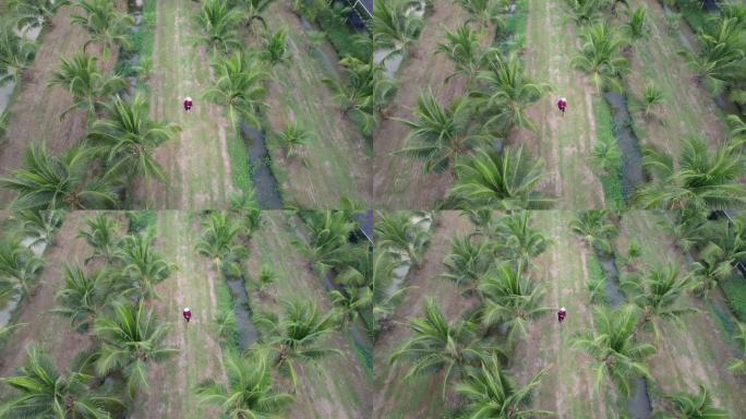 鸟瞰图：亚洲中年女农民使用数字平板电脑检查她的椰子树农场，沿着小运河之间的山脊行走