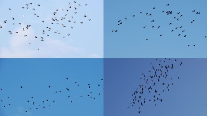 鸽子在蓝天自由飞翔飞鸟飞鸽鸽群