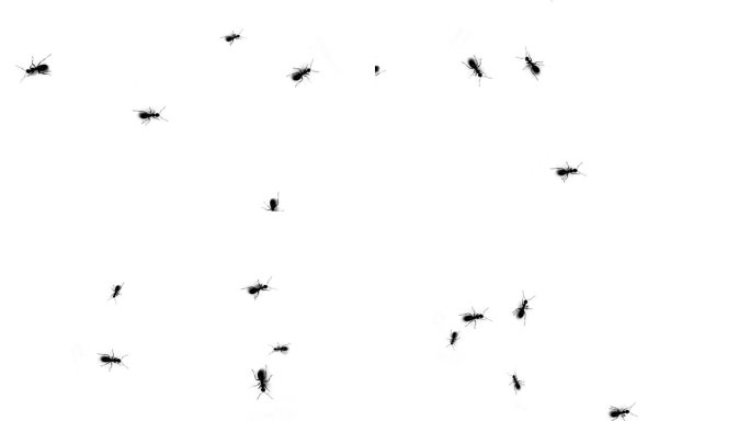蚂蚁剪影通过高清格式循环