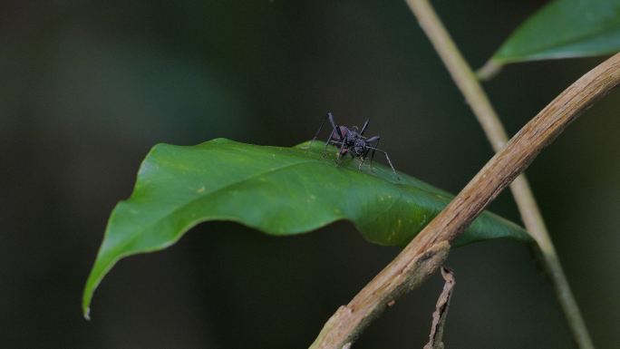 绿叶上的黑蜘蛛，蚂蚁拟态。