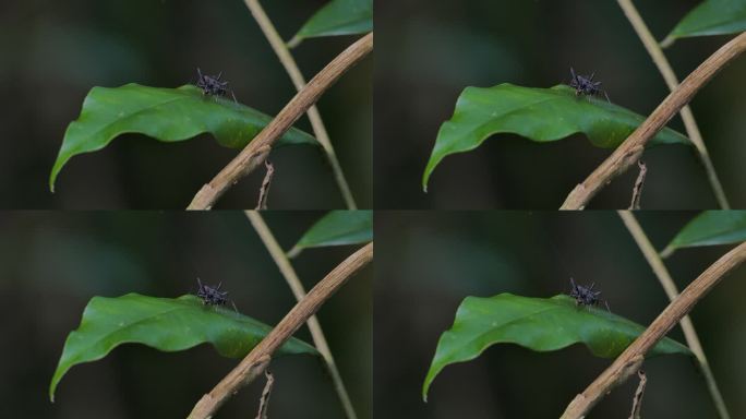 绿叶上的黑蜘蛛，蚂蚁拟态。