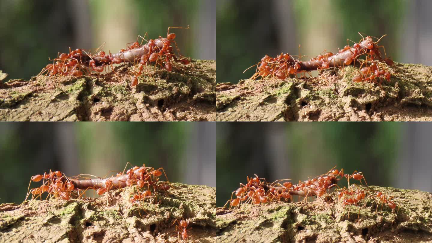 一群红蚁在搬运食物