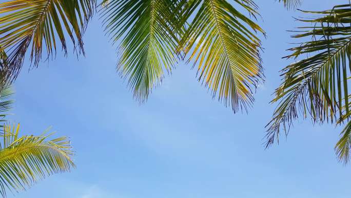 手掌间晴空万里热带海边椰子树棕榈树叶