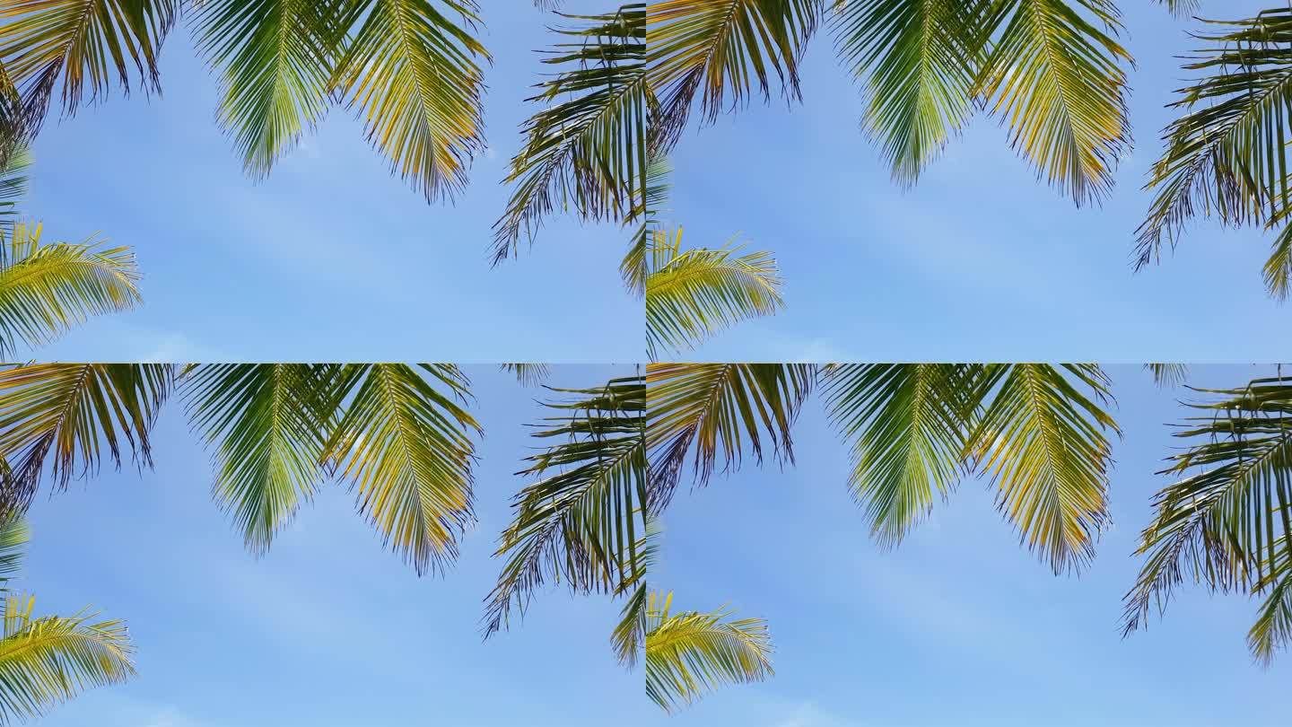 手掌间晴空万里热带海边椰子树棕榈树叶